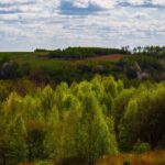 landscape, poland, sky, light, forest, nature, field, grass, birch, podkarpacie